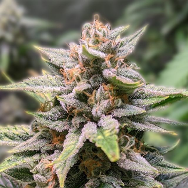 Fat Bastard Auto Fem, 2 pack Seed